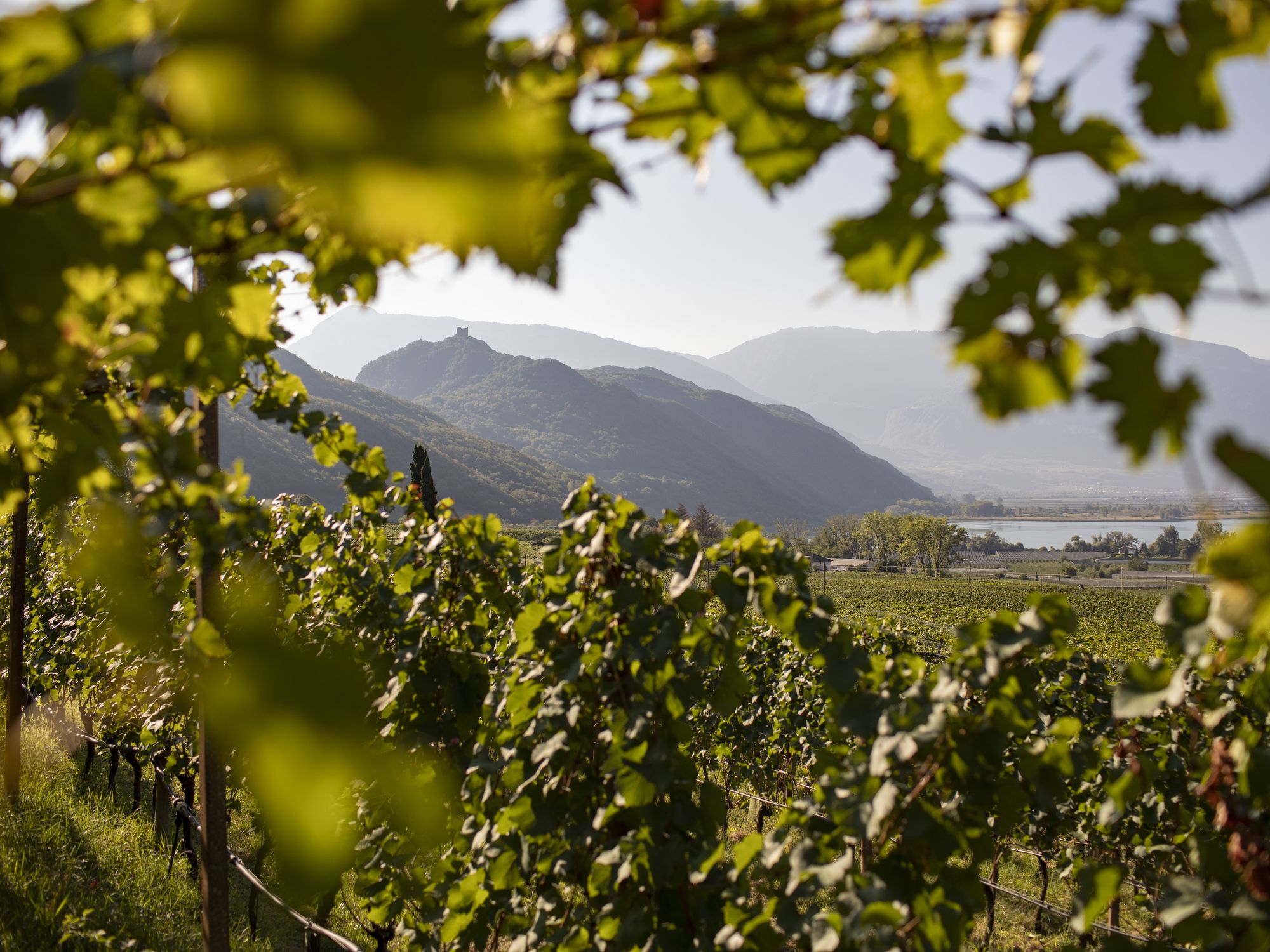 Blick durch grüne Weinreben auf die hügelige Landschaft rund um Kaltern mit Bergen im Hintergrund